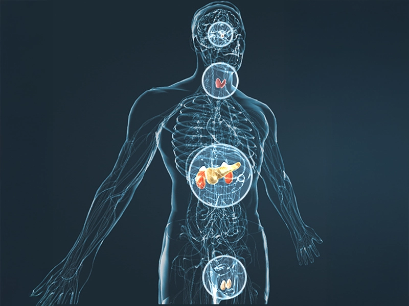 How Men’s Growth is designed to work — circulation, stress, presence