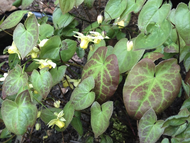 Classic men’s tonic herb icon