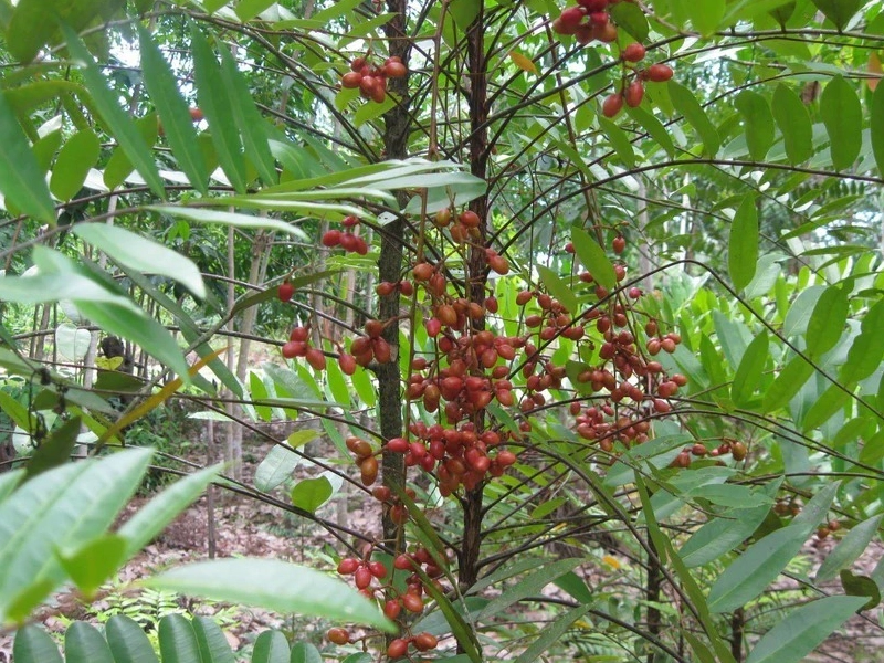 Longjack (Tongkat Ali) illustration