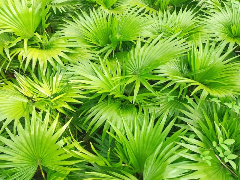 Saw Palmetto illustration