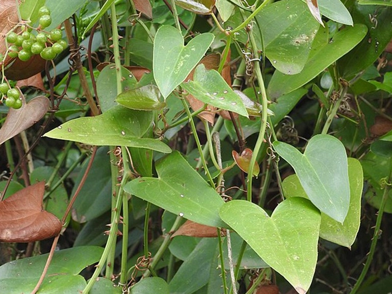 Sarsaparilla illustration